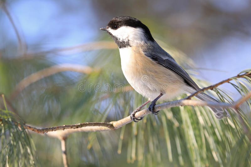 Black-capped chickadee sitting on a fir tree branch