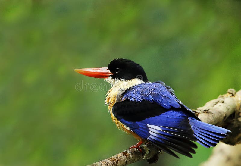 black capped kingfisher fotografering för bildbyråer black capped kingfisher fotografering för bildbyråer