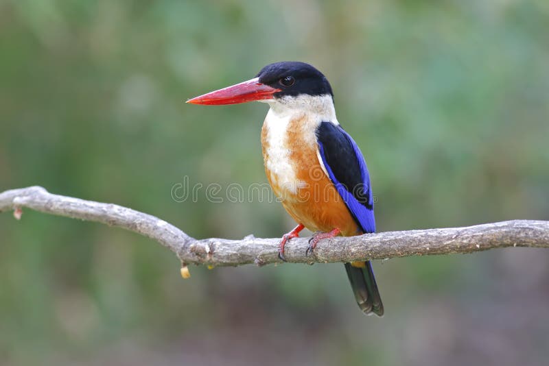 Black-capped Kingfisher Birds of Thailand Stock Image - Image of birds ...