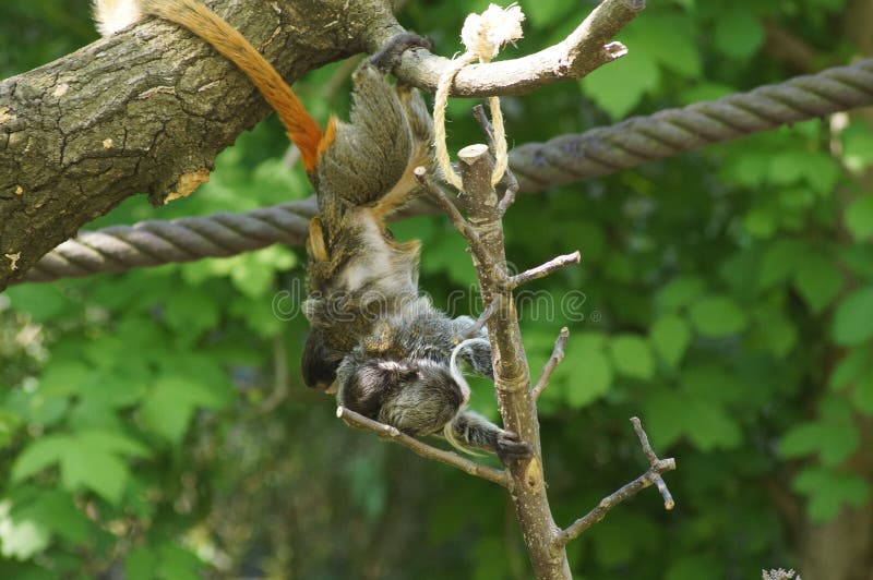 Download Cute emperor tamarin. stock image. Image of background ...