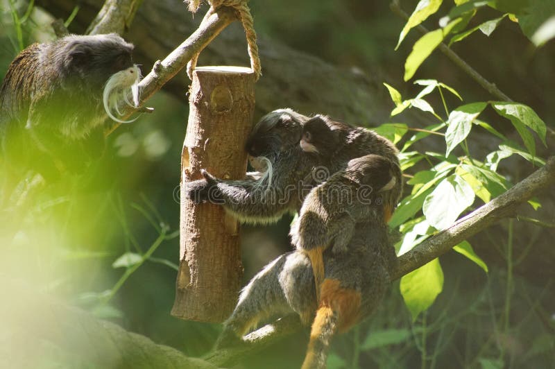 Download Emperor Tamarin Monkey With Its Baby. Stock Image - Image ...