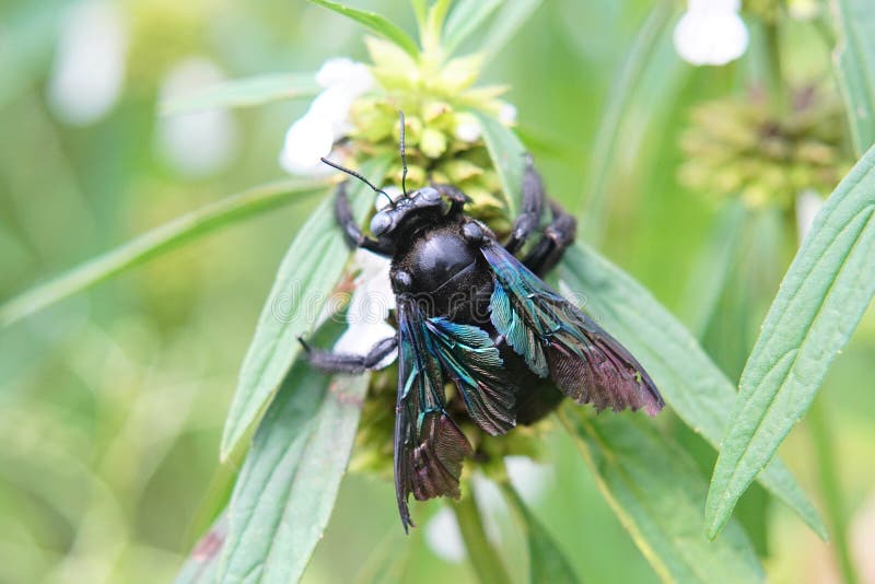 Black carpenter bee stock photo. Image of background 171459904