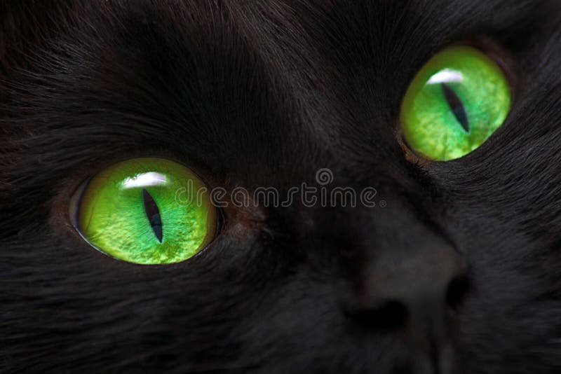 Black cat stock image Black cat stock image