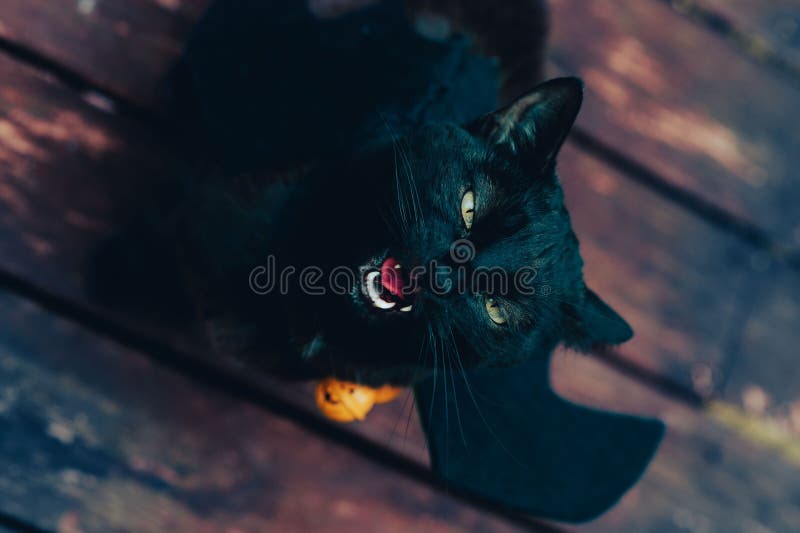 Black Cat with Bat Wings Growling Stock Photo Image of animal