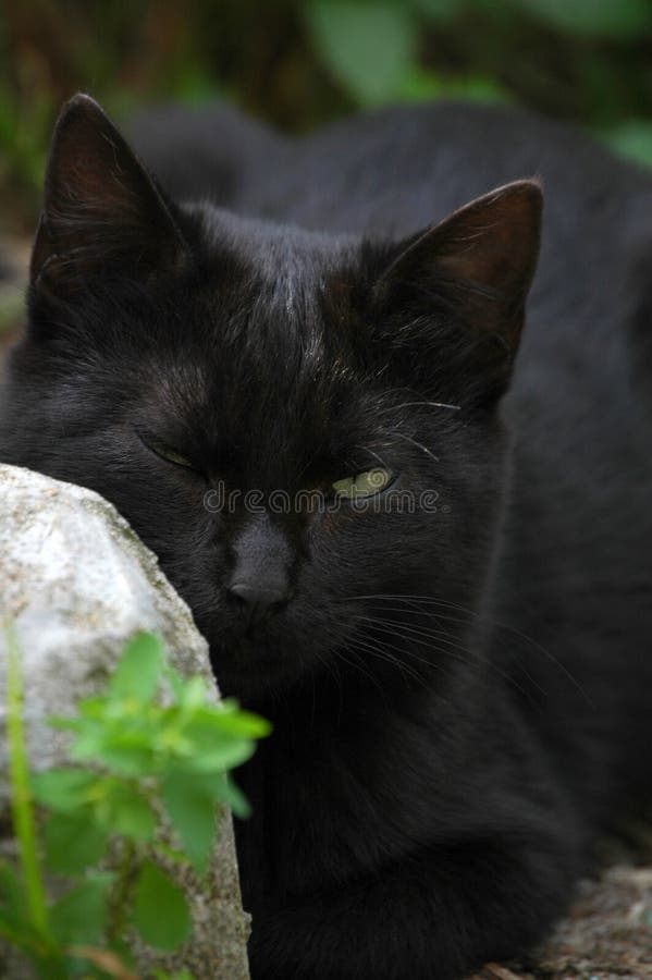 Black cat stock image. Image of hidden, beautiful, stone 88566457