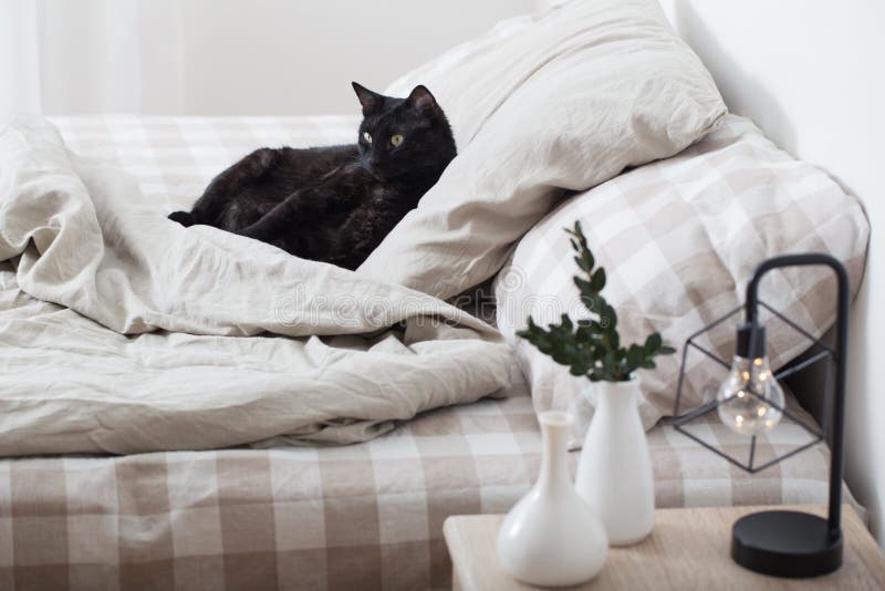 Black cat on bed stock image. Image of interior, bedding 141066327