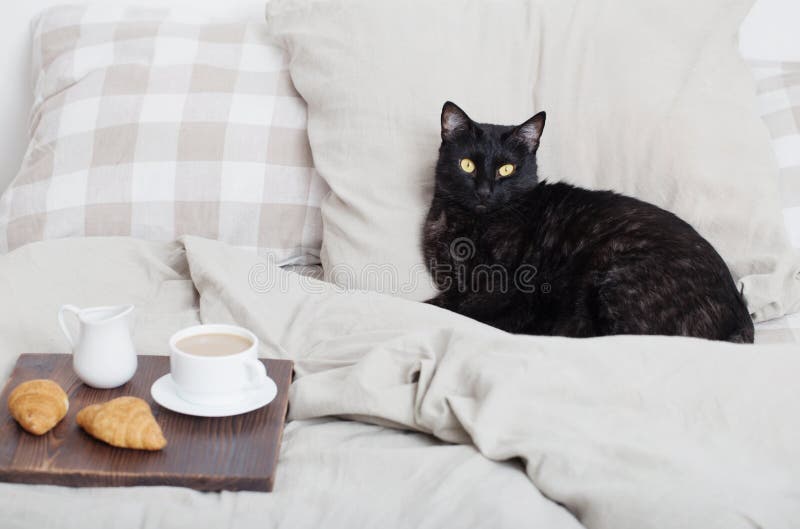 Black cat on bed stock image. Image of animal, feline 216942443
