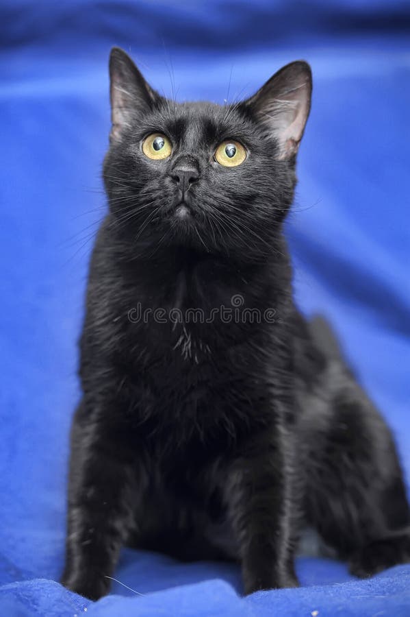 Black cat on a blue stock photo. Image of feline, color 44784292