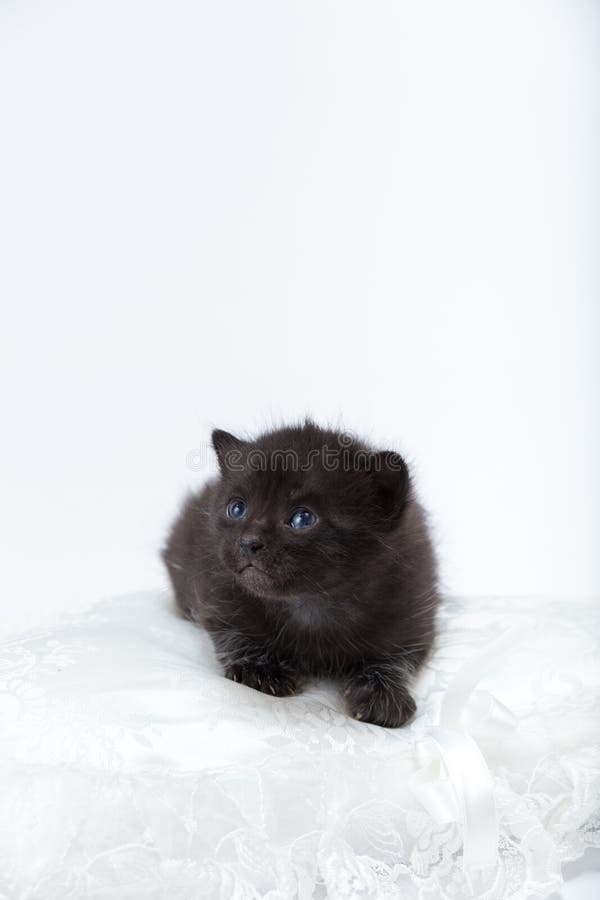Black cat with blue eyes stock photo. Image of size, animal 41559672