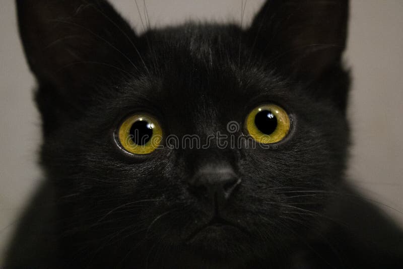 Black Cat with Bright Yellow Eyes.Yellow Cat Eyes. Stock Image Image