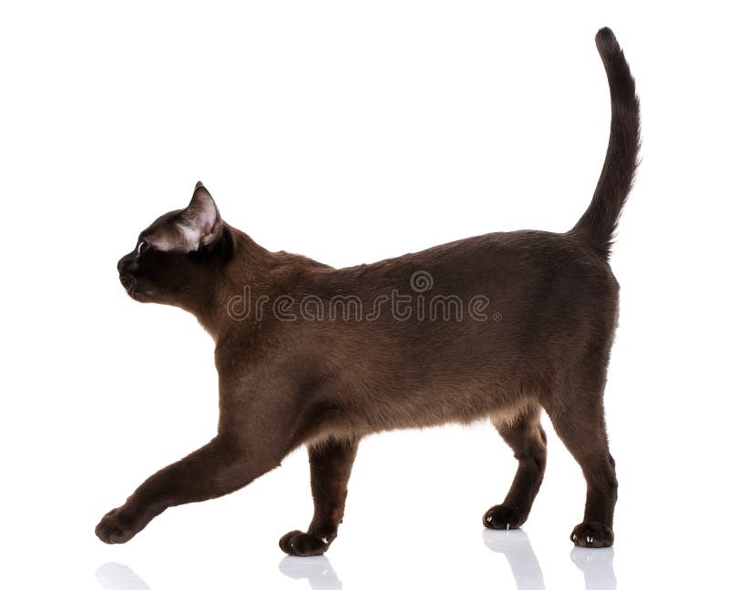Cat Standing Sideways Isolated Stock Photo - Image of hair, isolated