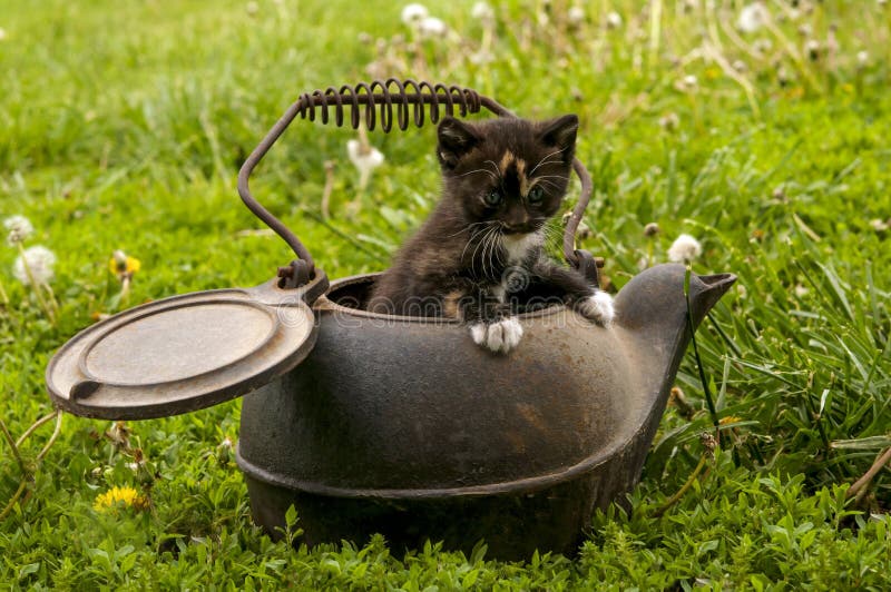 Kettle In Shape Of A Cat And Mouse High-Res Stock Photo - Getty Images