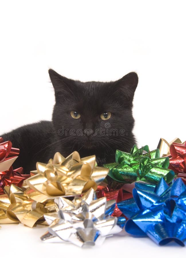 Black cat and christmas bows