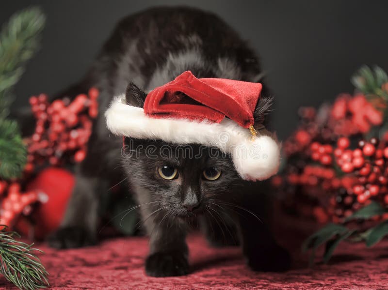 Black cat in a Christmas cap royalty free stock image Black cat in a Christmas cap royalty free stock image
