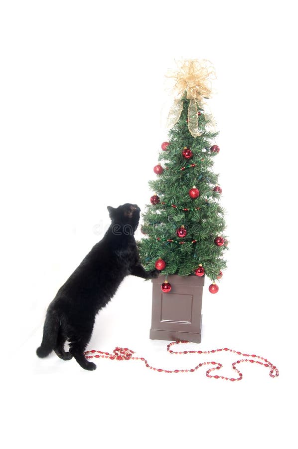 Black cat and Christmas tree