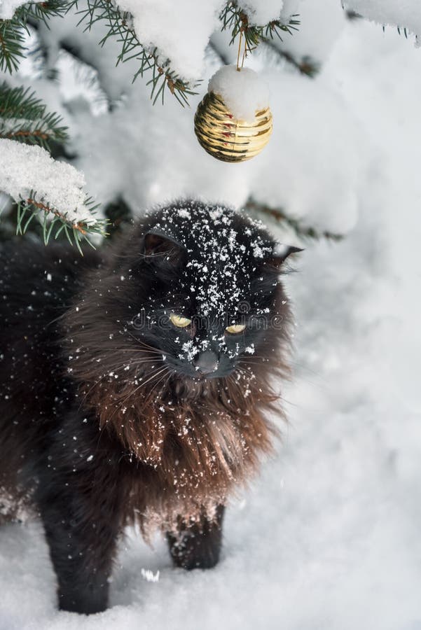 Black cat and Christmas tree royalty free stock photography