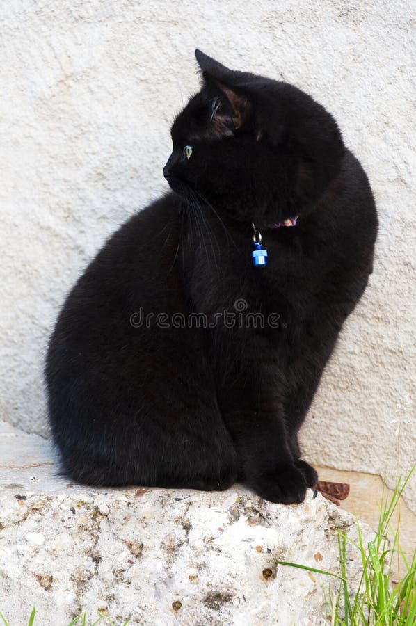 227 Black Cat Blue Collar Sitting Blue Stock Photos Free & RoyaltyFree Stock Photos from