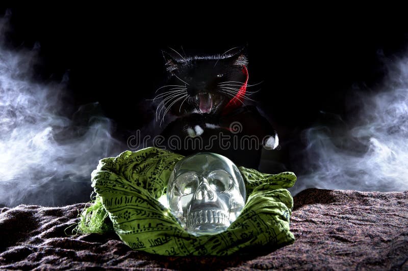 Black Cat with a Crystal Skull Stock Photo - Image of black, feline