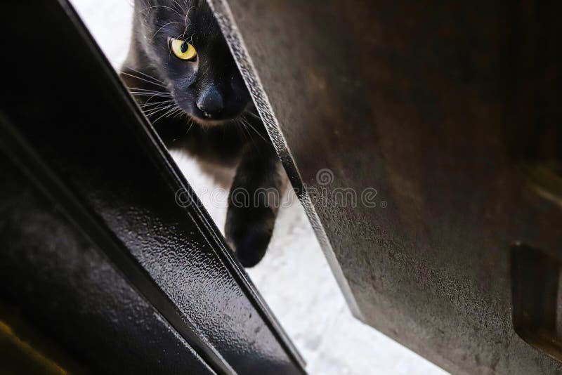 Black Cat at the Door about To Enter House Stock Photo Image of door