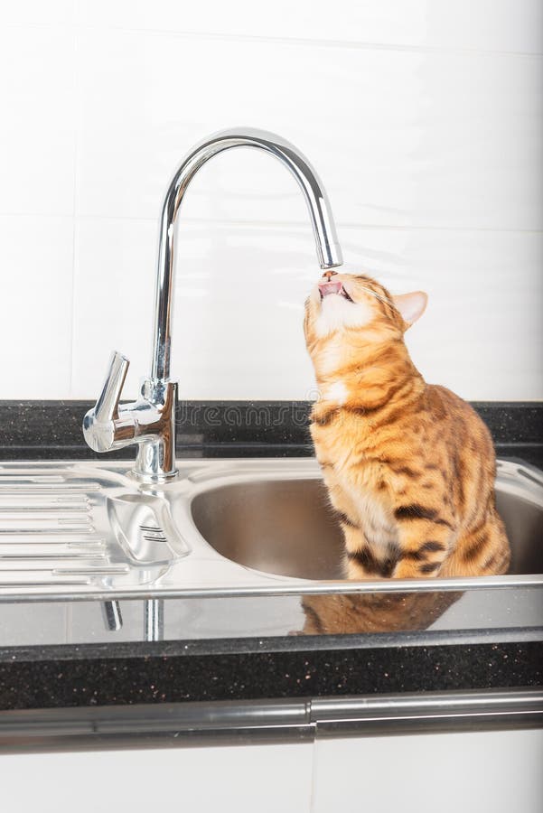 Black cat drinking water in bathroo royalty free stock photo