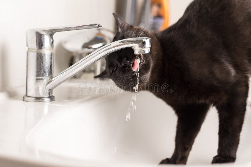 cat only drinks running water