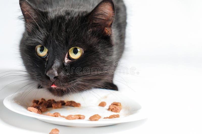 Black cat eat cat food. stock image. Image of adorable 109818151