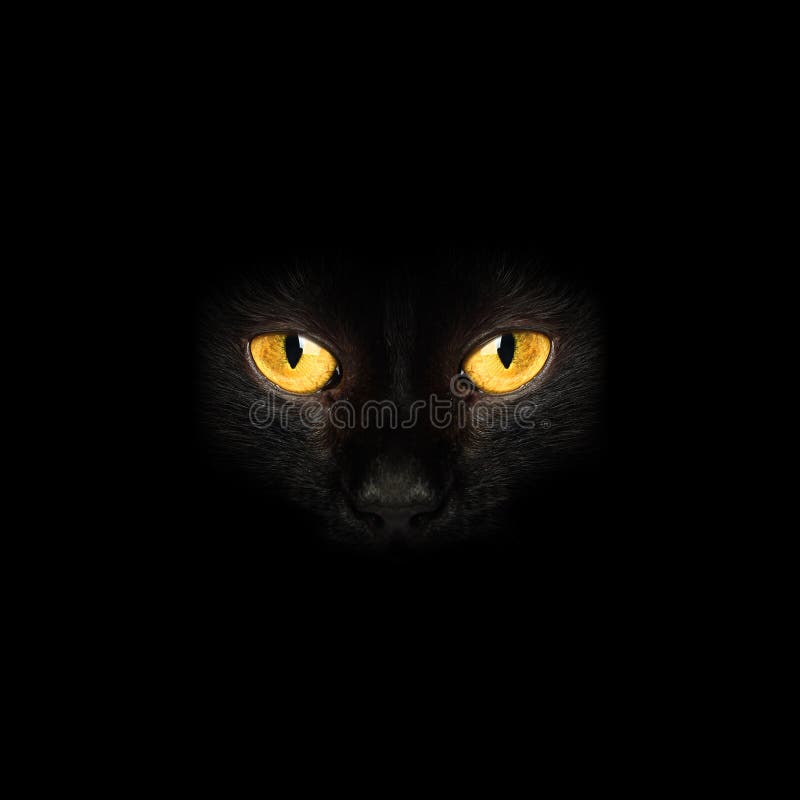 Black Cat Eyes in Darkness Background Stock Photo Image of wild, cats