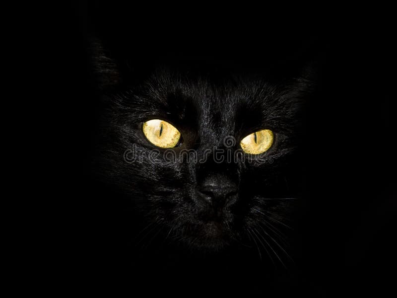 Black cat eyes yellow stock image. Image of eyes, dark 10042639