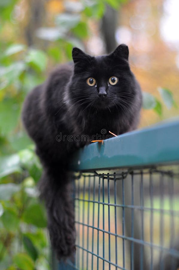 Black cat sitting on a fence. Black cat sitting on a fence