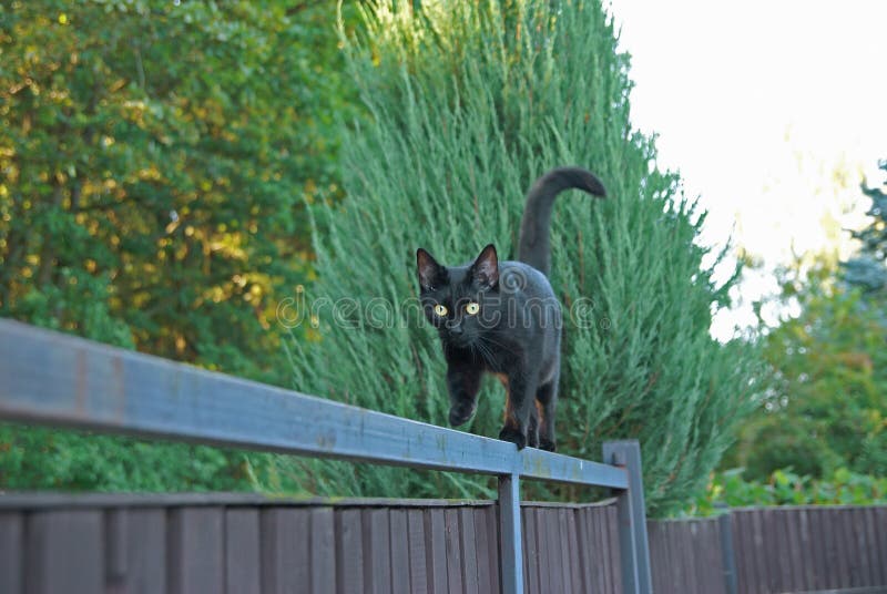 Black cat on the fence
