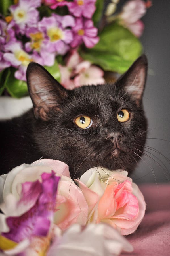 Black cat and flowers stock image. Image of goggles, elegant 34779779