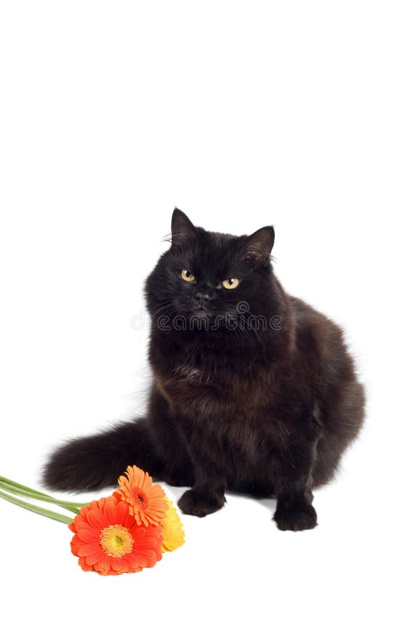 Black cat and flowers stock photo. Image of daisy, looking 4382328