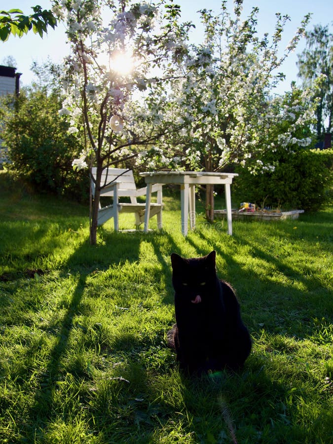 Black Cat in the Garden in Evening Stock Image - Image of copy, buds ...