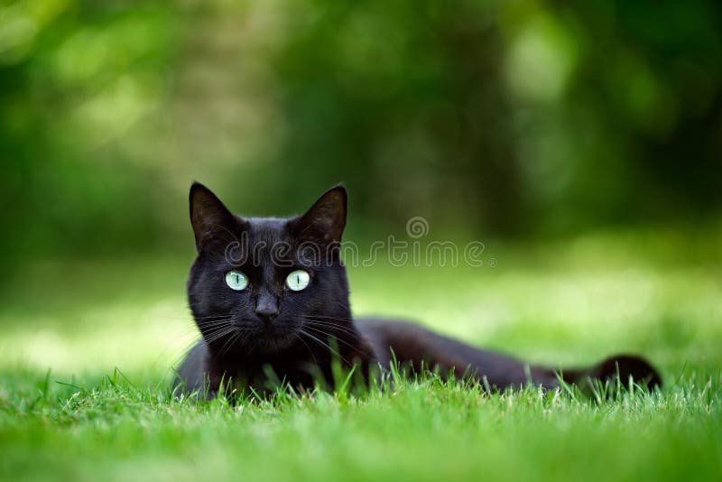 Black Cat in Garden stock photo. Image of green, kitten 70012046