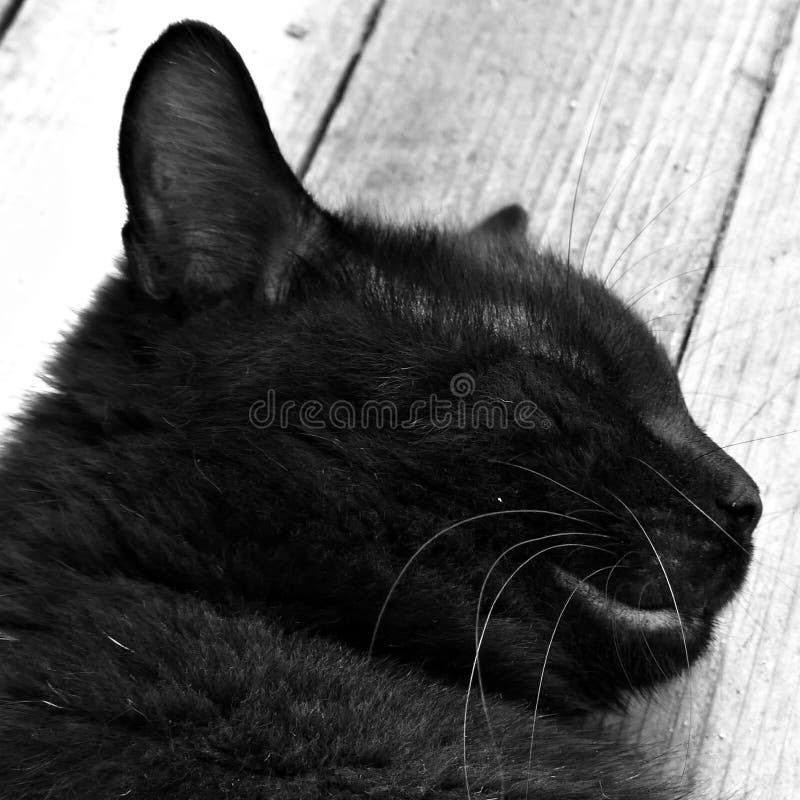 Černá kočka v zahradě. Slovensko