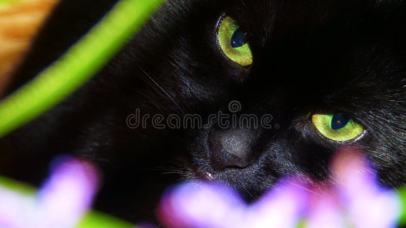 Black Cat with green eyes