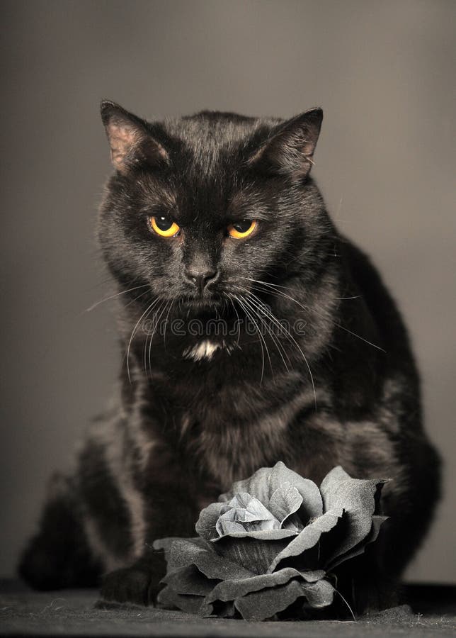 God of Roses 黒猫 〜Adult Black Cat JKT God of Roses 黒猫 〜Adult Black Cat ジャケット