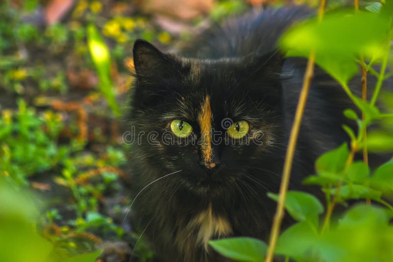 Black Cat Hiding in Bush, Hunting Stock Photo Image of closeup