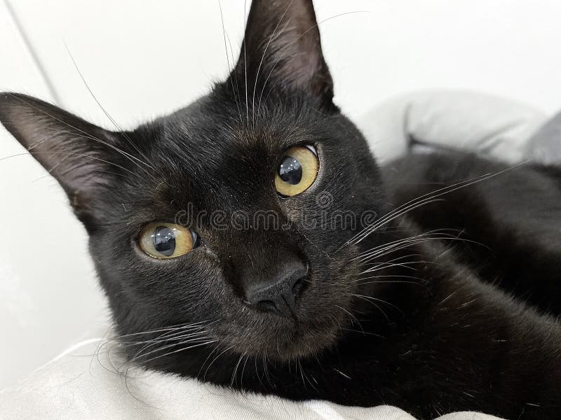 Black cat in the house stock photo. Image of whiskers 241114394