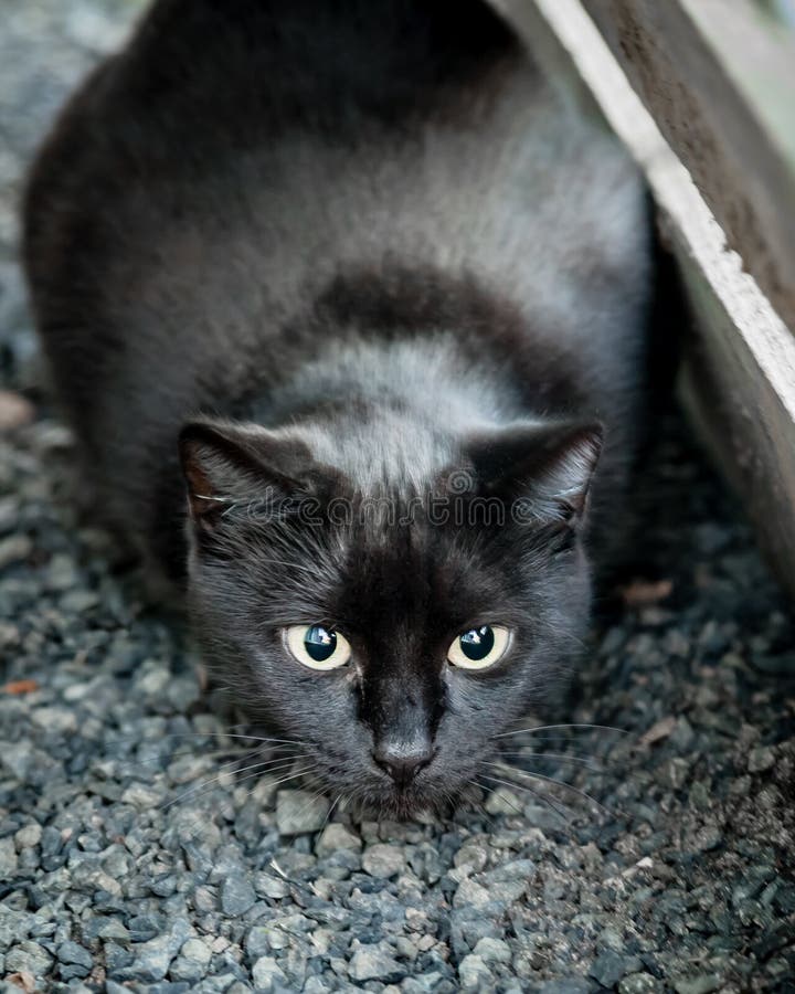 Black Cat Hunting in Construction Site and Ready to Pounce