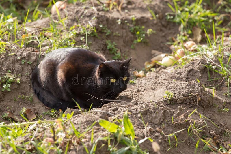 Cat hunts black rat stock photo. Image of rodent, animal 166844424
