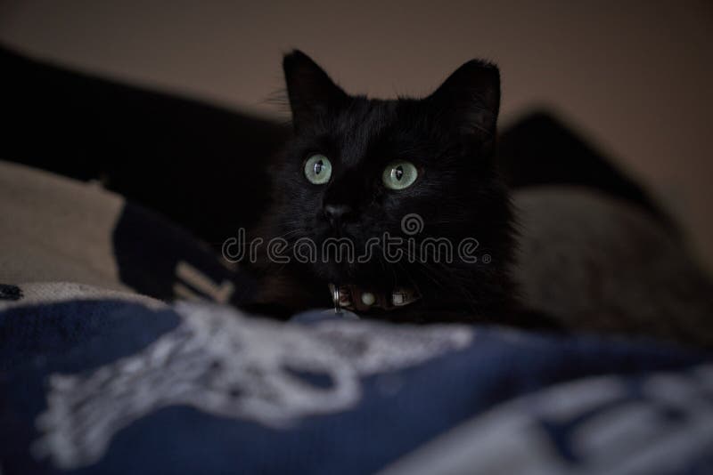 Black Cat Laying on a Couch in a House Stock Photo Image of animal