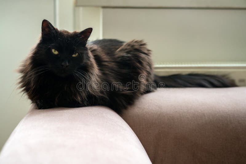Black cat laying on the couch next to a radiator. Lazy domestic pet resting inside on a cold winter day.