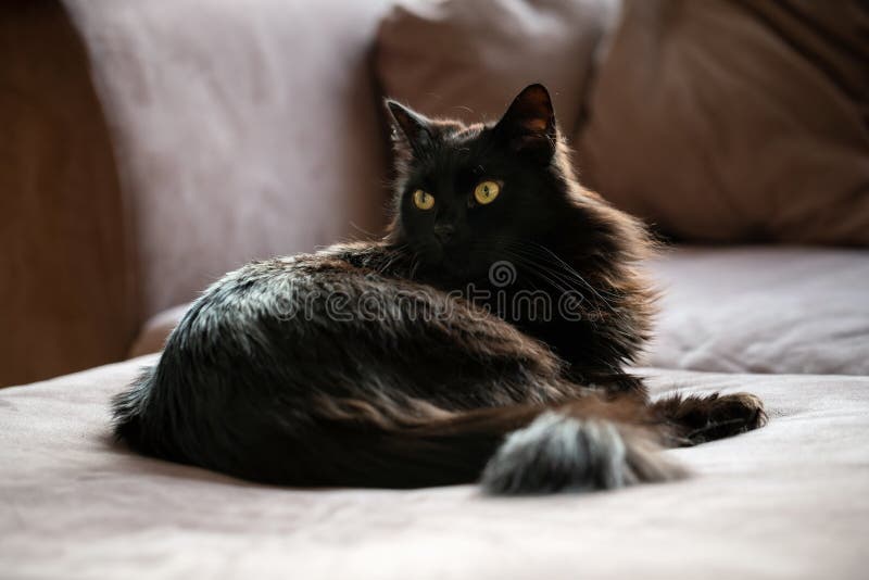 Black cat laying down on a couch in a living room. Lazy domestic pet resting indoors.