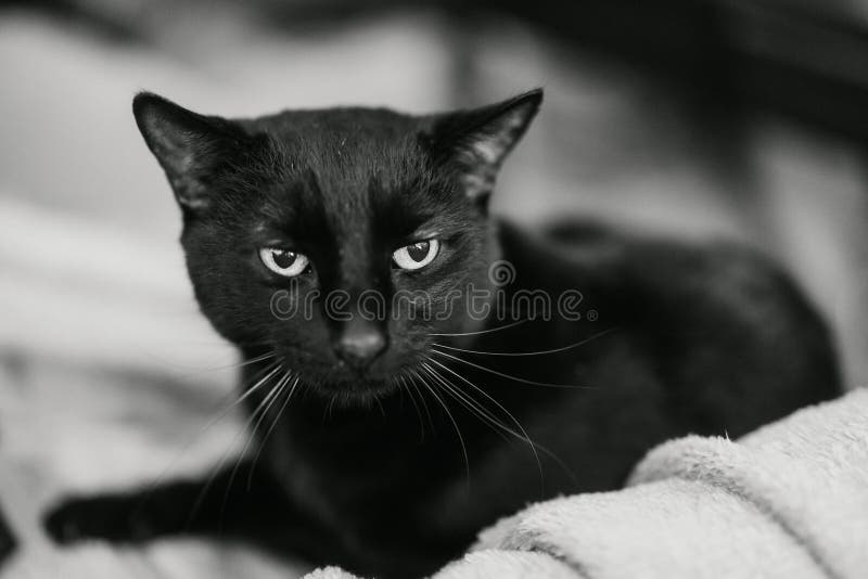 Black cat lying on couch with white sheets. Black cat lying on couch with white sheets