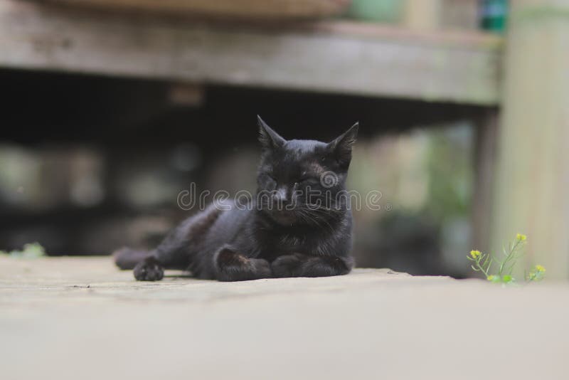 Black Cat Laying Down on the Ground in the Yard. Black Cat Stock Photo