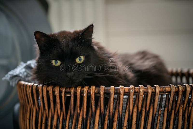 Black cat laying down in wicker bathroom basket. Lazy domestic pet resting indoors.