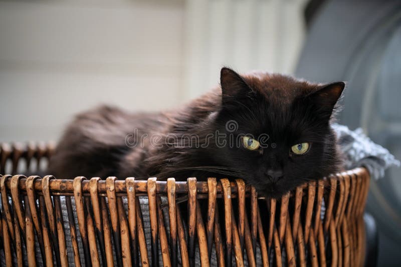 Black cat laying down in wicker bathroom basket. Lazy domestic pet resting indoors.