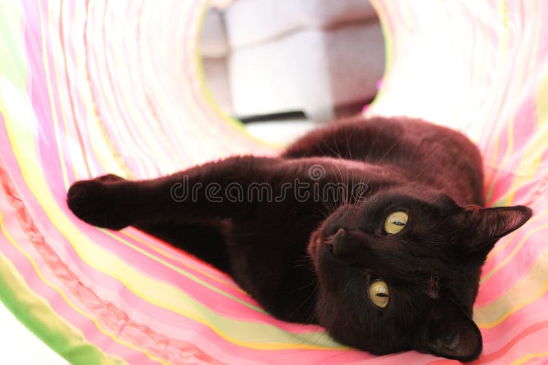 Black Cat stock image Black Cat stock image