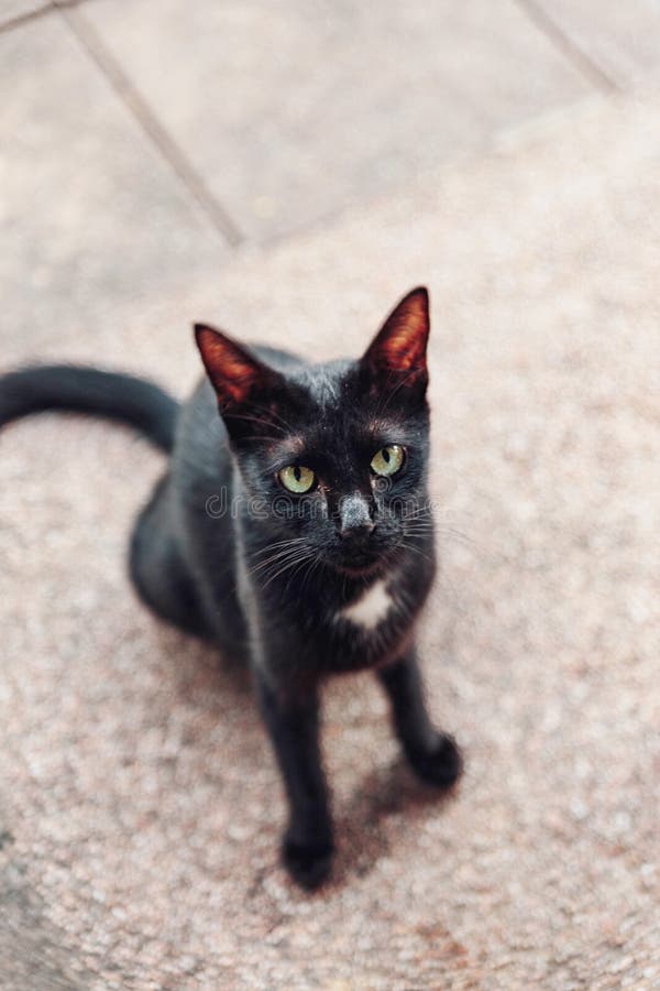 Black cat looking for food with begging eyes in Malaysia royalty free stock image Black cat looking for food with begging eyes in Malaysia royalty free stock image
